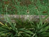 image of grave number 312715